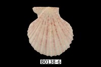 藏品(高貴海扇蛤)的圖片